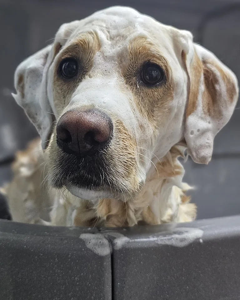De moderne Dogwash hondenwasstraat in Aalten