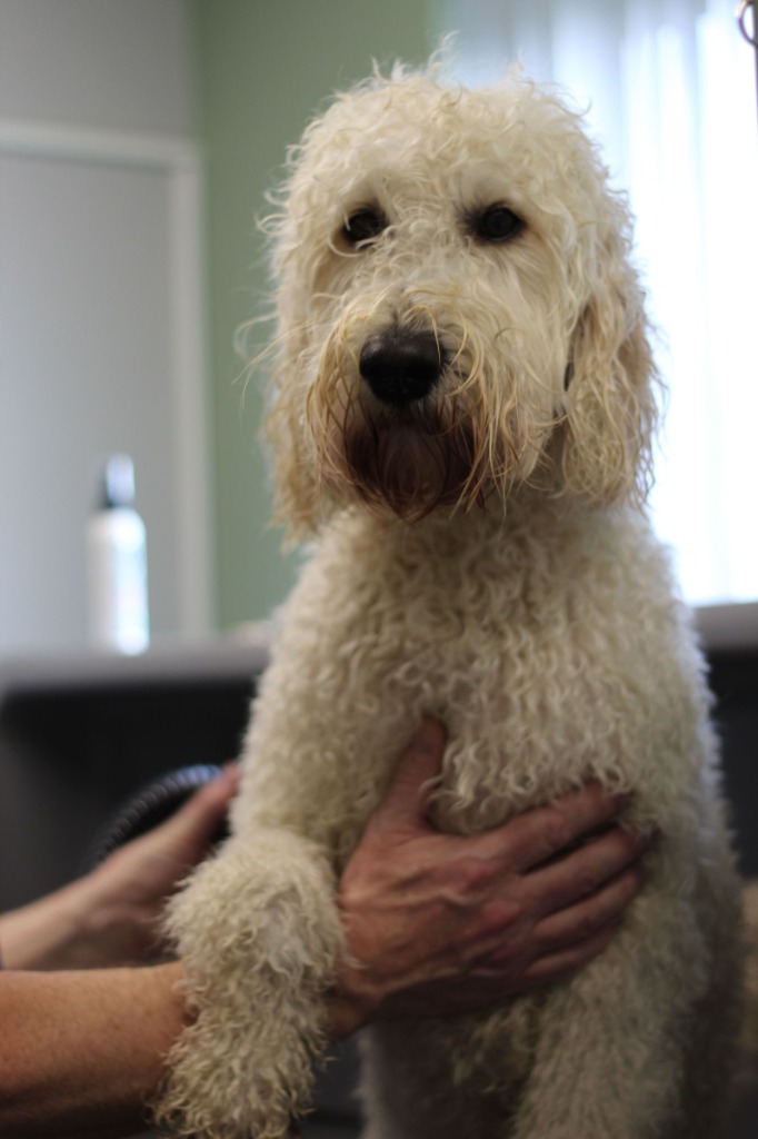 Tevreden hond na een bezoek aan de dogwash salon