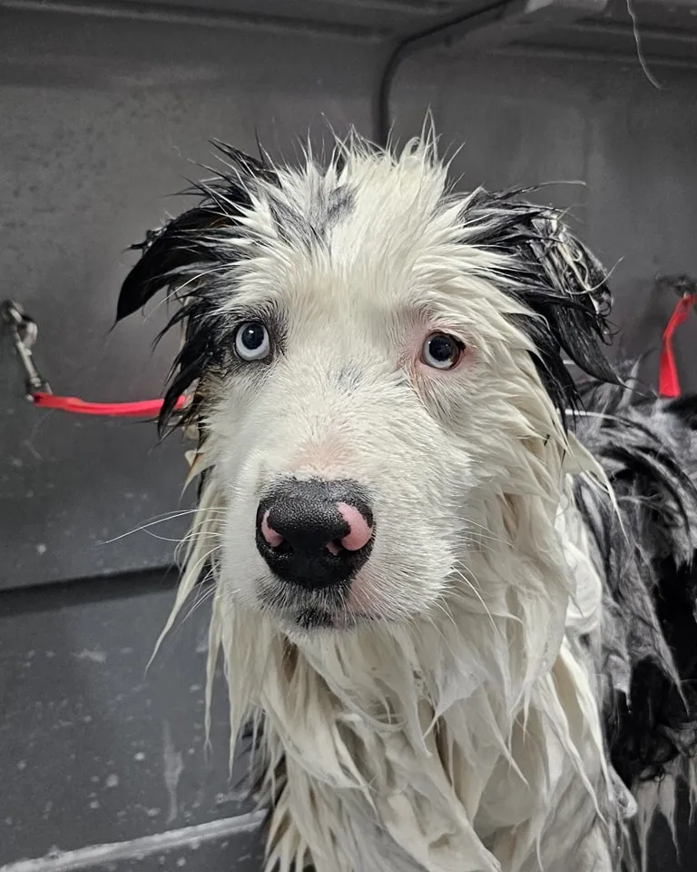 Zelf je hond wassen in de Dogwash Aalten